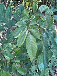 Image result for Leea guineensis