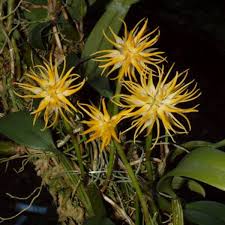 Image result for Bulbophyllum vulcanicum