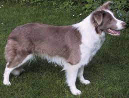 Lilac Border Collie Love This Color Collie Cute Cats And Dogs Dog Love