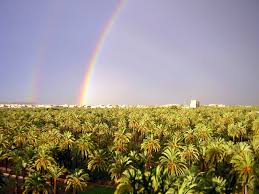 Love museums, gardens, and history? Palmeral Of Elche Wikipedia