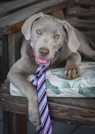 Petfinder has helped more than 25 million pets find their families through adoption. Silver Lab Puppy In A Tie Photograph By Jackie Warinner