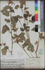 Image result for Abutilon indicum