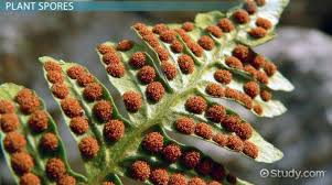 Because the diploid stage of the plant life cycle produces spores (resistant reproductive cells ), it is. What Are Spores Definition Types Video Lesson Transcript Study Com