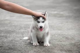 Browse thru siberian husky puppies for sale near phoenix, arizona, usa area listings on puppyfinder.com to find your perfect puppy. Average Cost Of Buying A Husky With 21 Examples Embora Pets