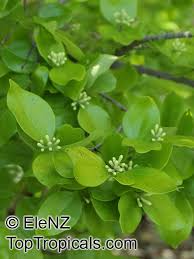 Image result for Strychnos lucens