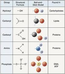 Biology 101 Chapter 4 Carbon Organic Chemistry