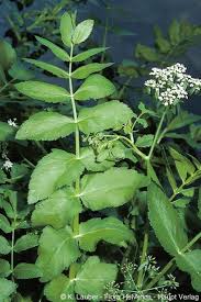 Image result for Berula