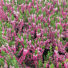 Image result for Calluna vulgaris