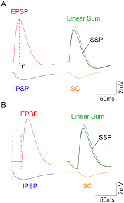 The purpose of this guidance is to provide recommendations to sponsors regarding the submission of an initial pediatric study plan (ipsp) and any amendments to the ipsp. An Example Of Epsp Ipsp Ssp Sc And The Corresponding Linear Download Scientific Diagram