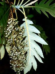 Image result for Bocconia