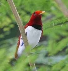 Sementara itu, harga burung cendrawasih yang diawetkan juga tergantung dari jenisnya. Burung Cendrawasih Burung Surga Bird Of Paradise Alamendah S Blog