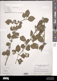 Image result for Pisonia aculeata