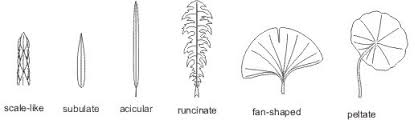 Image result for leaf shape obovate