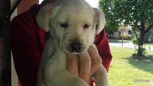 Very outgoing, friendly english bulldog puppies r 5,500. Labrador Puppies Dogs Puppies For Sale In Western Cape Africada Com Mobile 35055