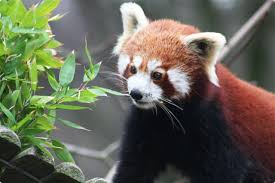 2 wochen nach 4 monaten männliche pandas kämpfen um das weibchen panda weibchen ist nur einige tage in frühjahr fruchtbar pandas gebären nach 4 monaten baby in einem selbstgebauten nest oder in einer höhle Tierisch Gut Der Apag Pandabar Apag