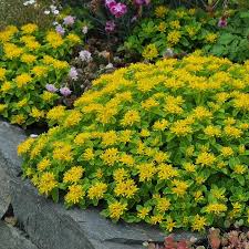 Image result for Sedum