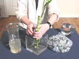 How To Take Care Of Bamboo Plants In Water Bamboo Plant Care Lucky Bamboo Plants Lucky Bamboo