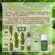 pin on young living product usage