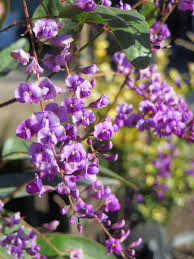 Image result for Hardenbergia