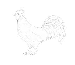 Entdecke rezepte, einrichtungsideen, stilinterpretationen und andere ideen zum ausprobieren. Sketsa Ayam Jago