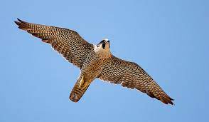 Falcão is a portuguese surname meaning falcon. Peregrine Falcon Falco Peregrinus