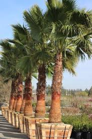 Image result for Washingtonia