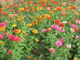 Check spelling or type a new query. How To Pick The Right Arizona Flora Desert Flowers New Image