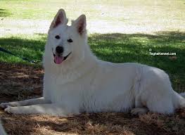 Ckc german shepherd pups championship bloodline. White German Shepherd Puppy Dog Kennel