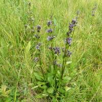 Image result for Swertia eminii