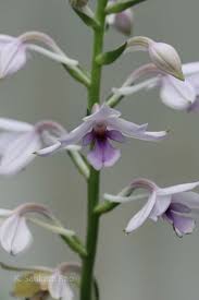 Image result for Calanthe sylvatica