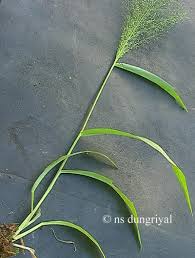 Image result for Arundinella