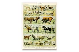 Farm Animal Poster Art Mammals Chart Print Educational Diagram Adolphe Millot Vintage Style Scientific Illustration Am37