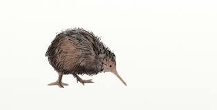 kiwi bird it s so fun to draw kelly stranberg bird drawings bird illustration bird sketch