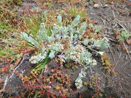 Image result for Gnaphalium unionis