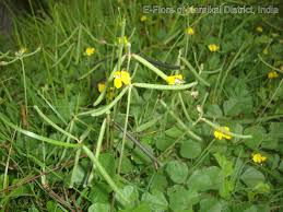 Image result for Dolichos trilobus