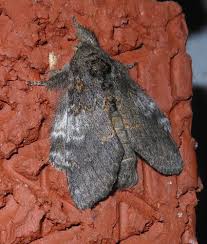 Image result for Pellaea angulosa