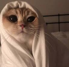 Account Suspended Cute Kittens Hayvan Mizahi Komik Hayvan Fotograflari