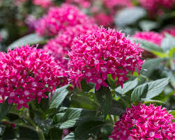 Pentas lanceolata, commonly known as egyptian starcluster, is a species of flowering plant in the madder family, rubiaceae that is native to much of africa as well as yemen. So Pflegen Sie Den Funfzahlstrauch Richtig Mein Schoner Garten