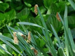 After Bloom Care Of Daffodil Flowers Caring For Daffodil Bulbs After Blooming Daffodil Bulbs Daffodils Planting Daffodil Flower