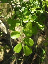 Image result for Dalbergia melanoxylon