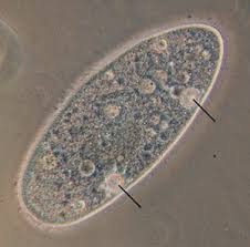 Vacuoles structure and function /vacuoles/by akash pathshalathe fundamental unit of life class 9 science chapter 5 biology cbse ncert part 23#. Vacuole Function Lesson For Kids Study Com