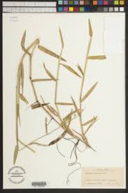 Image result for Urochloa arrecta
