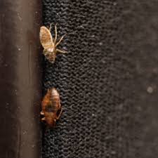 Facing a pest control or rodent control problem in seabrook, nh? Avoid A Bed Bug Infestation With These 5 Tips From The Pros