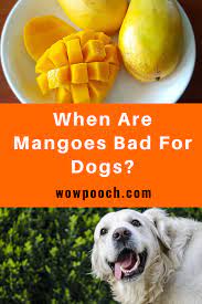 Can Dogs Eat Mangoes Make Dog Food Can Dogs Eat Easy Dog Treat Recipes