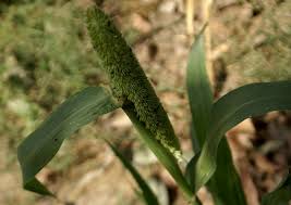 Image result for Cenchrus americanus