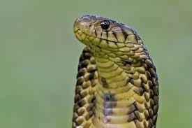 Pin On Photos Of Wildlife And Nature