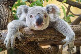 Maybe you would like to learn more about one of these? Selected De Zoo Dresden Selected De