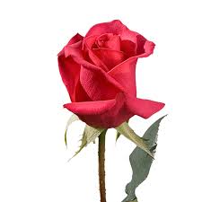 We did not find results for: Mothers Day Single Color Roses 60 Charming Single Rose Arrangements A Total Of 180 Flowers Globalrose
