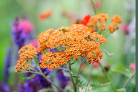 Image result for Achillea