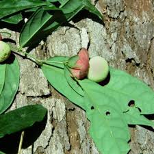 Image result for Phyllanthus pseudoniruri
